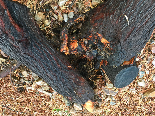 Broken tree trunks