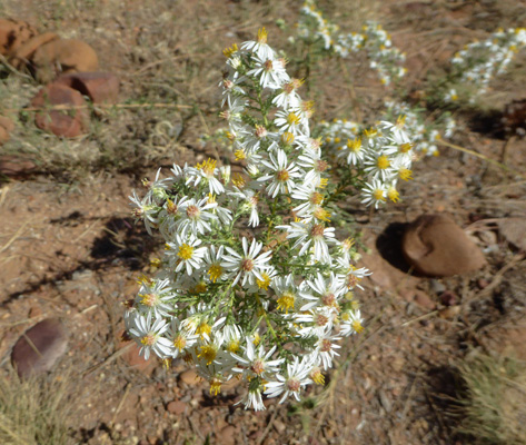 White Heath Aster (Symphyotrichum ericoides)