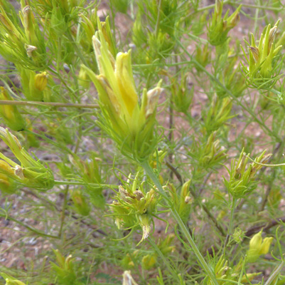 Wright's Bird-beak (Cordylanthus wrightii)