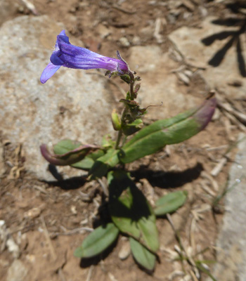 Apache Beardtongue (Penstemon oliganthus)