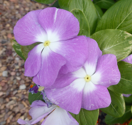 Impatiens