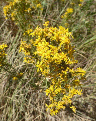 Wright's Goldenrod (Solidago wrightii)