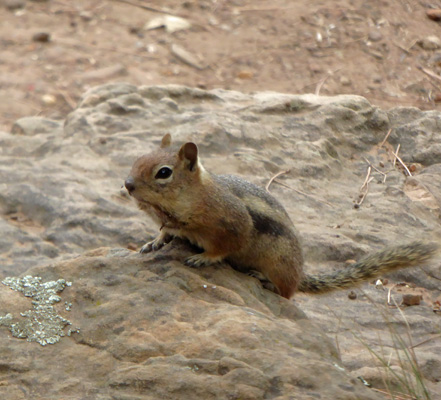 golden-mantled ground squirrel