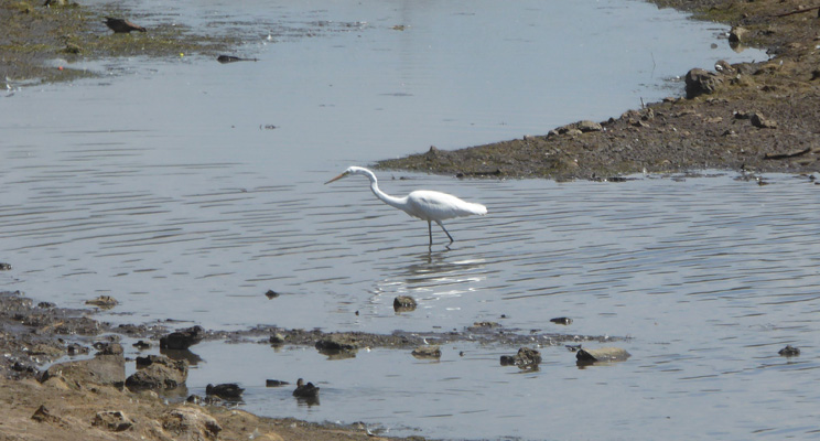 Egret