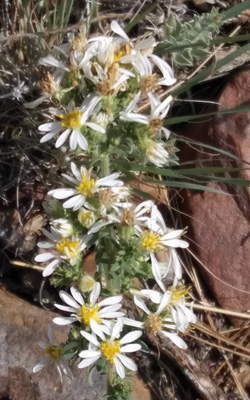 White Heath Asters (Symphyotrichum ericoides)