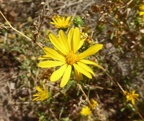 Slender Goldenweed (Xanthisma gracile)