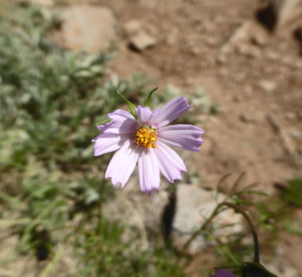 Southwestern Cosmos (Cosmos parviflorus)