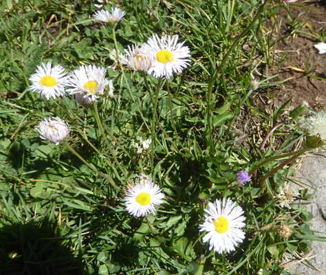 Whiplash Daisy (Erigeron flagellaris)