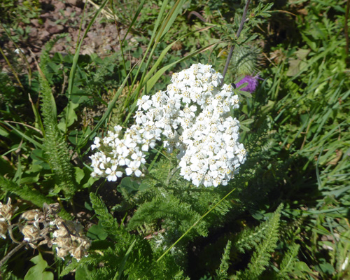 Yarrow (Achillea millefolium)