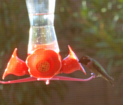 Hummingbird at feeder