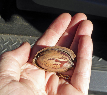 pecan in husk