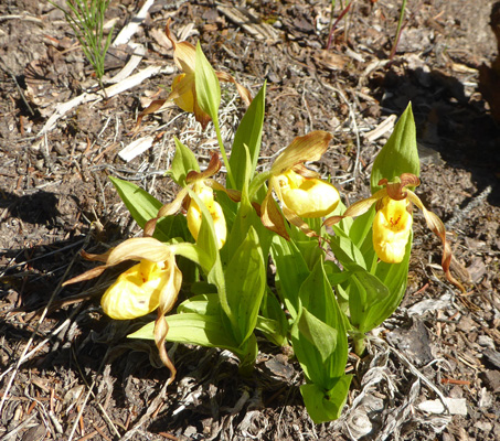 Yellow Ladyslippers (Cypripedium parviflorum)