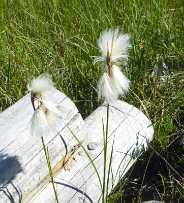 Tall Cottongrass (Eriophorum angustifolium)