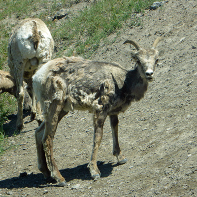 female bighorn sheep