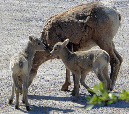 Bighorn sheep lambs