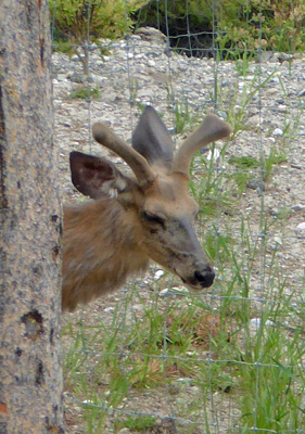 young bull elk antlers