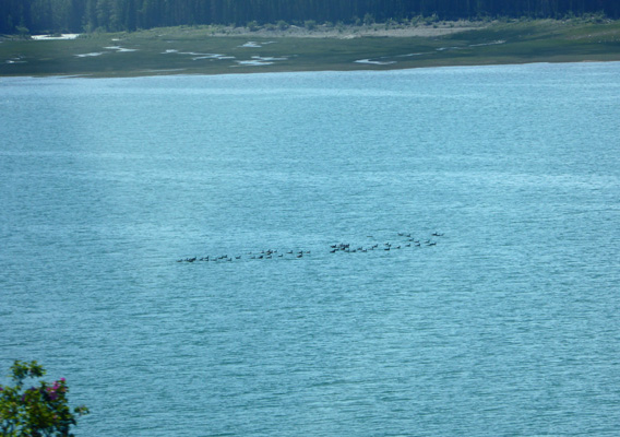 Canada Geese on Medicine Lake