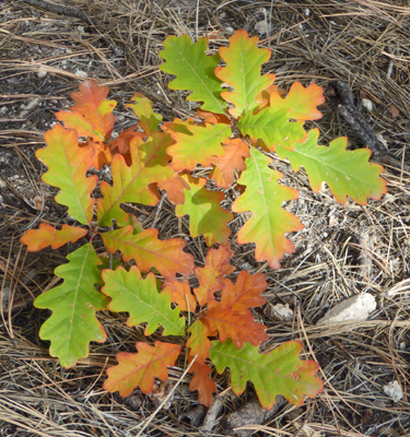 Gambel Oak fall color