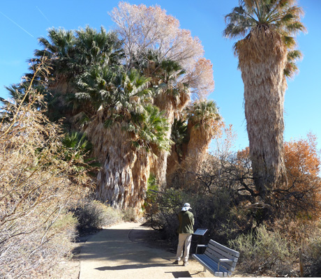 Cottonwood Springs Joshua Tree NP