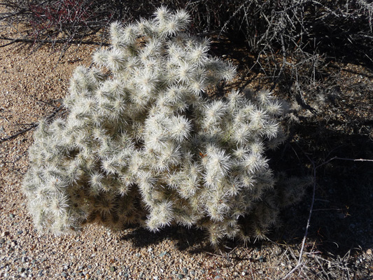 Teddy Bear Cholla in Cottonwood Spring Campground Joshua Tree NP