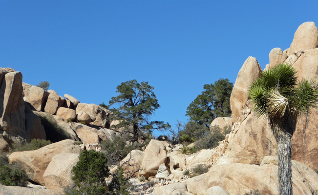 Pinyon Pines Joshua Tree National Park