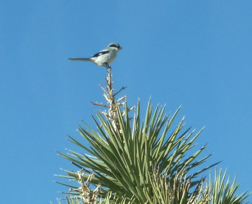 Loggerhead shrike on yucca Joshua Tree National Park