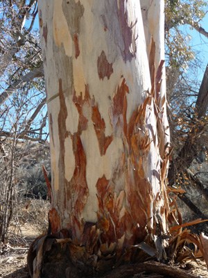 Eucalyptus bark Winona Mill Joshua Tree NP