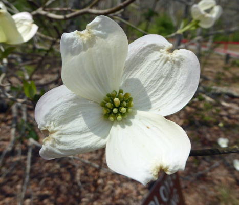 Cornus florida Dogwood flower