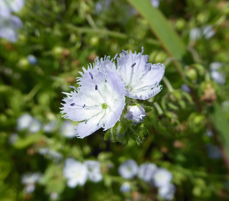 Blue Ridge Phacelia (Phacelia fimbriata)