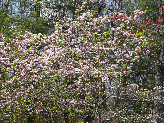 Apple tree in bloom