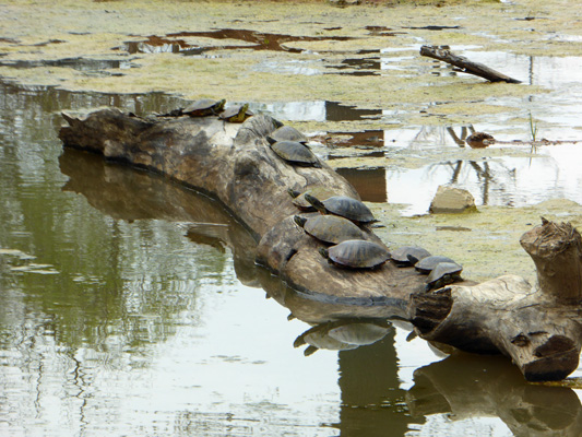 12 turtles on a log