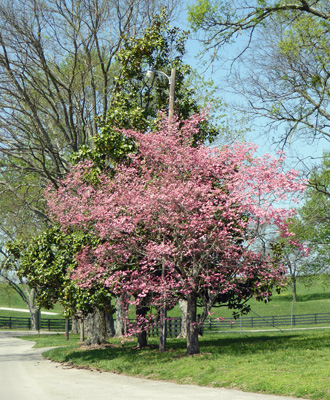 Salmon pink dogwood tree