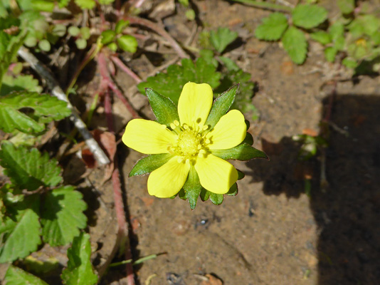 Hispid Buttercups (Ranunculus hispidus)