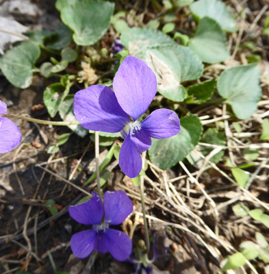 Common Blue Violets (Viola spp.)