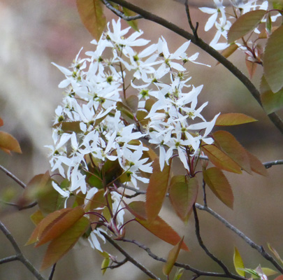 Allegheny Serviceberry (Amelanchier arborea)