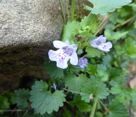 Ground Ivy (Glechoma hederacea)