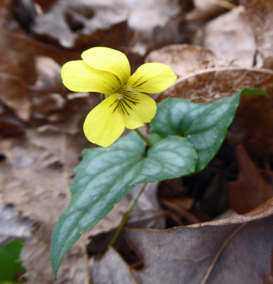 Halberdleaf Yellow Violets (Viola hastata)