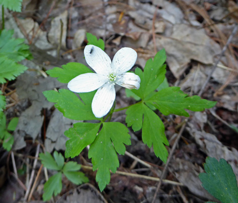  Wood Anemone (Anemone quinquefolia)