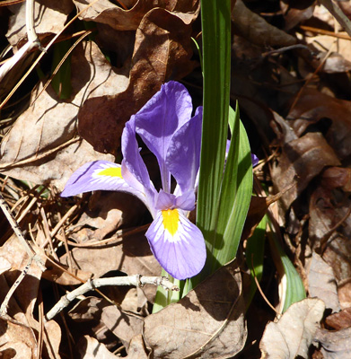 Dwarf Violet Iris (Iris verna)