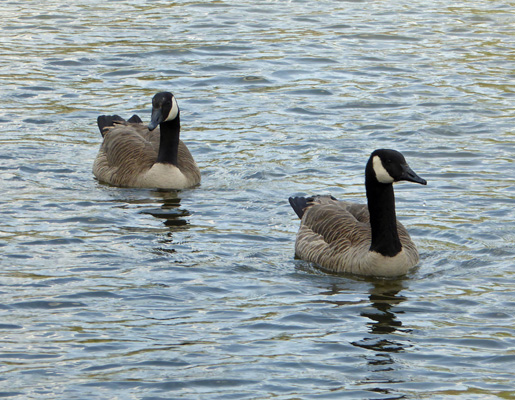 Canada Geese