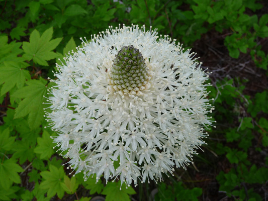 Beargrass bloom from above