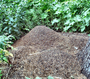 Ant hills