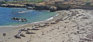 California Harbor Seals at La Jolla CA