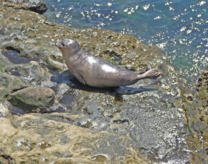 California Harbor Seal on the rocks at La Jolla CA