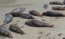 Closeup of California Harbor Seals at La Jolla CA