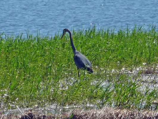 Great Blue Heron Lake Cascade ID