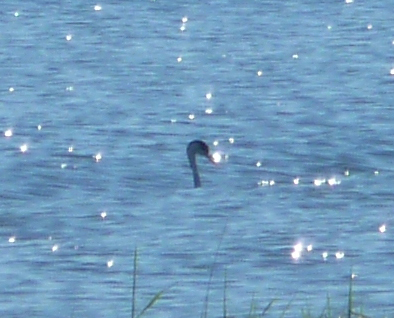 Western Grebe Lake Cascade ID