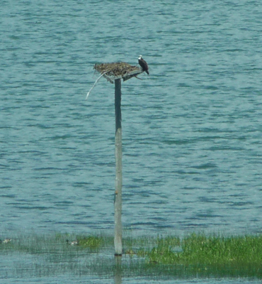 Osprey nesting platform