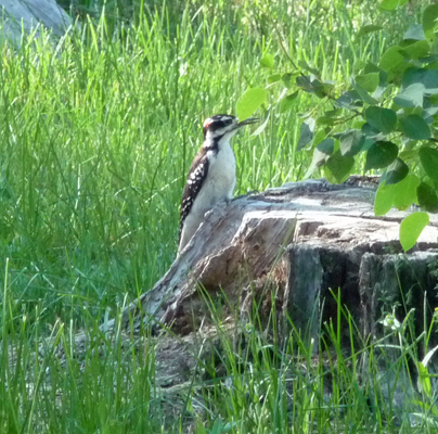 Hairy Woodpecker Lake Cascade ID
