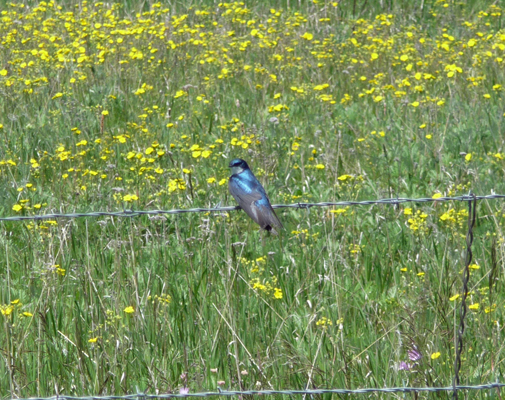 Tree Swallow Lake Cascade ID